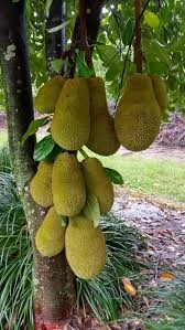 JACKFRUIT-1