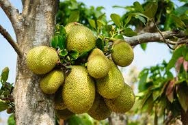 JACKFRUIT-2