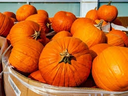 PUMPKIN-12654465