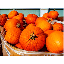 rakesh pumpkin