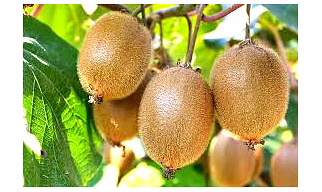 KIWI