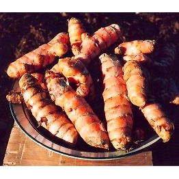 Fresh Turmeric