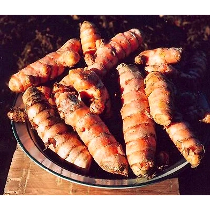 Fresh Turmeric-12655091