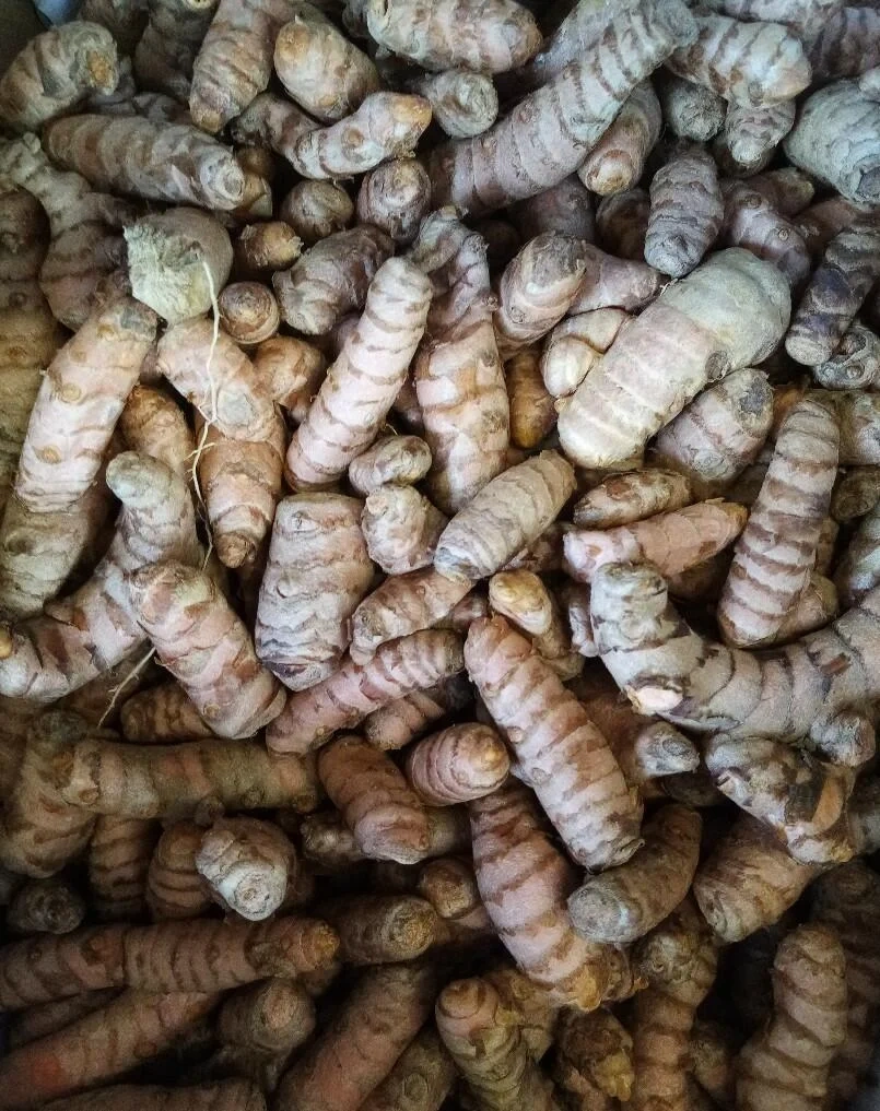 Fresh Turmeric-1