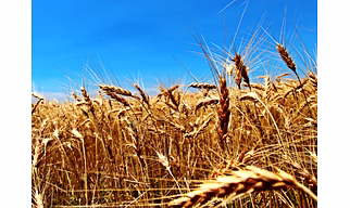 WHEAT