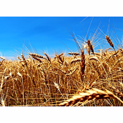 wheat