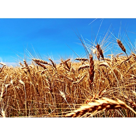 WHEAT-12654413