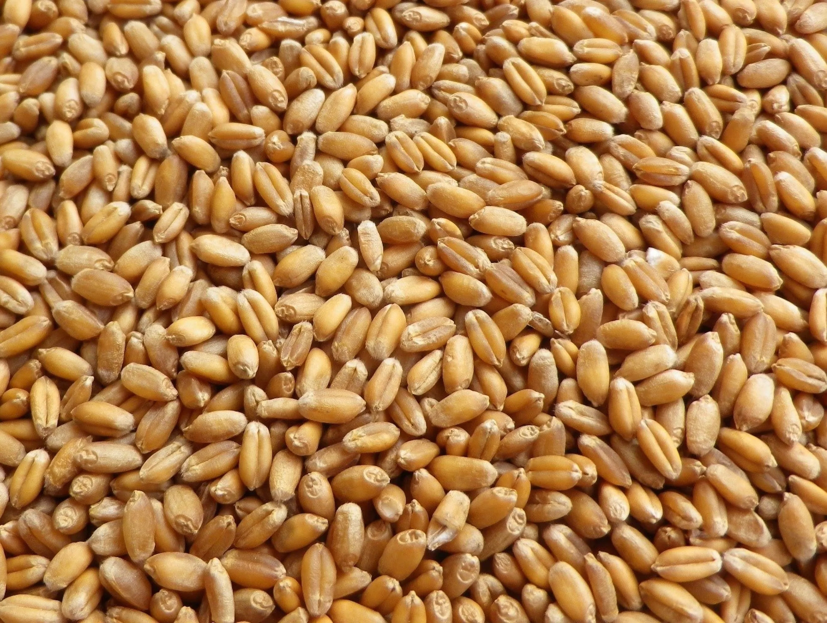 WHEAT-1