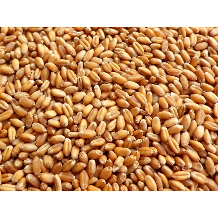 WHEAT-1