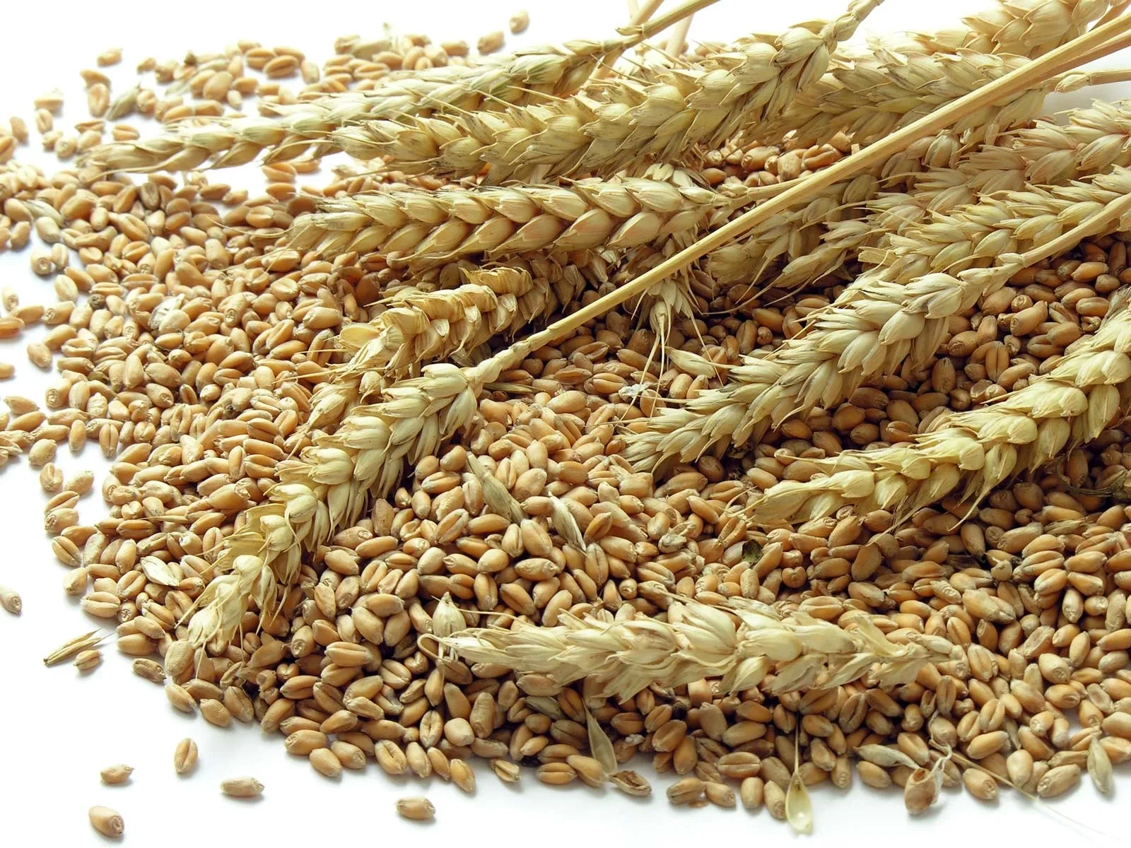 WHEAT-2