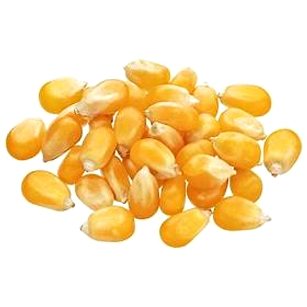 MAIZE-1