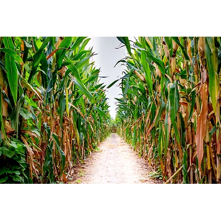 MAIZE-2