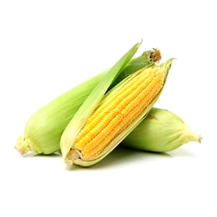 MAIZE-3