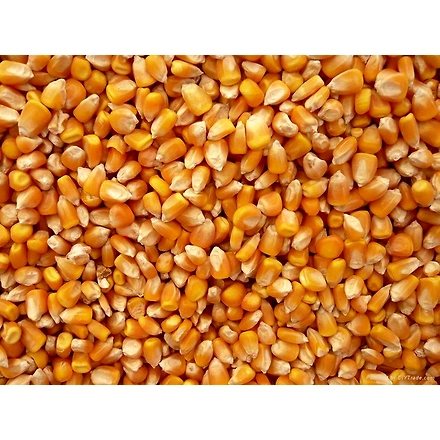 cattle feed maze-12655259