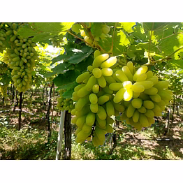 grapes super sonaka
