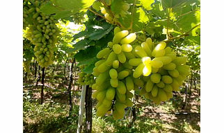 Grapes Super Sonaka