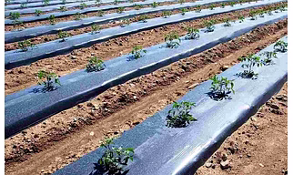 Mulching Film Silver Black