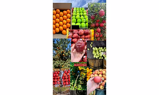 Fresh fruits