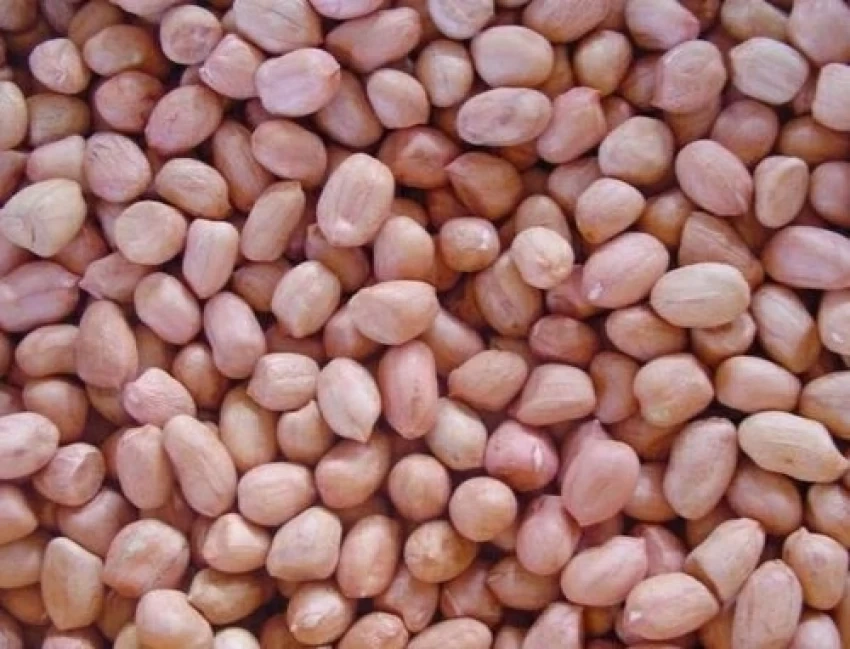 Groundnut Seeds-4