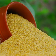 Foxtail Millet-2