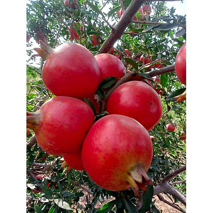 pomegranate-4