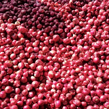 Onions-2