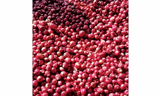 Onions