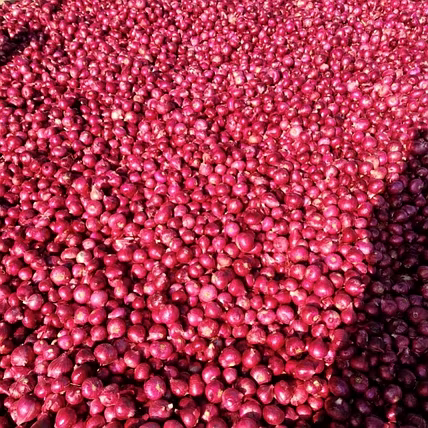 Onions-1
