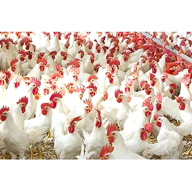 Poultry Farm