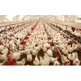 Poultry Farm