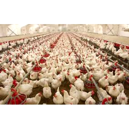 Poultry Farm-1