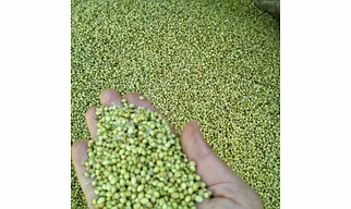 Coriander Seed Exporter From India