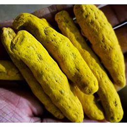 turmeric finger ( curcuma longa )