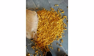 Turmeric Finger ( curcuma Longa )