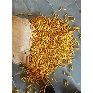 Turmeric Finger ( Curcuma Longa )
