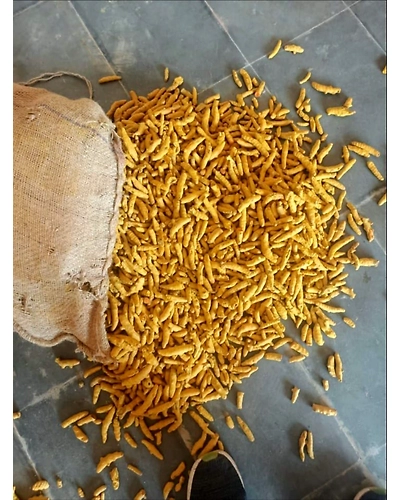 Turmeric Finger ( Curcuma Longa )-1018501-760e2fac