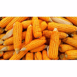 maize