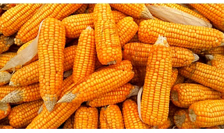 MAIZE