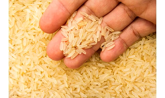 Premium Odisha Rice –Parboiled & Raw Varieties