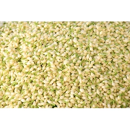 SHARK INDIA EXPORTS FRESH JASMINE FLOWER