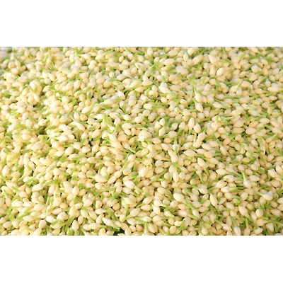 SHARK INDIA EXPORTS FRESH JASMINE FLOWER