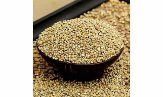 Bajra ( Pearl Millet )