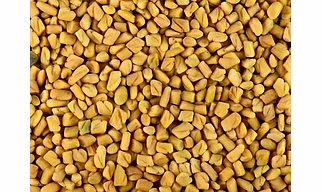 Fenugreek seeds