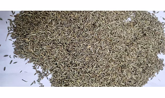 Cumin seeds