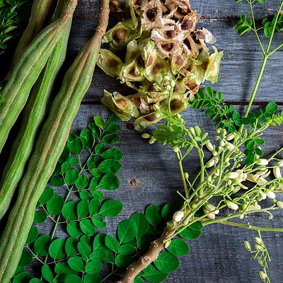 fresh drumstick moriga (pods)/moriga seeds/moriga powder
