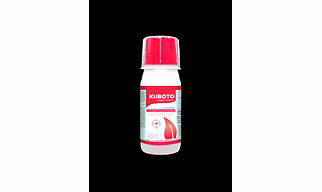 Kuboto