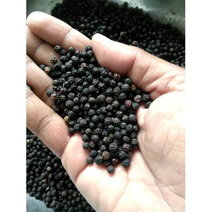 Black pepper-1