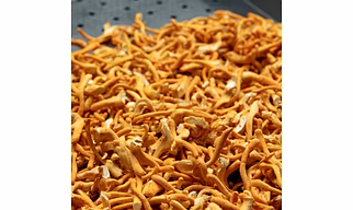 Dried Cordyceps militaris fruit bodies - FSSAI Certified 100% Pure & Authentic (Bulk)
