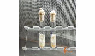 Cordyceps militaris culture
