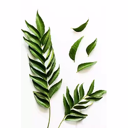 indian curry leaves for authentic flavor